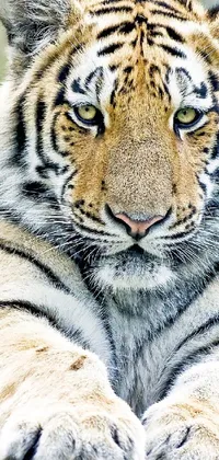 White Light Siberian Tiger Live Wallpaper