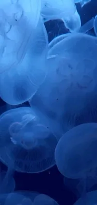 This stunning live wallpaper showcases a group of mesmerizing jellyfish gracefully swimming beneath a captivating blue light