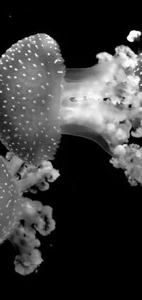 White Marine Invertebrates Underwater Live Wallpaper