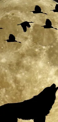 This phone live wallpaper depicts a wolf howling at a group of birds under a full moon