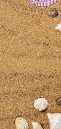 White Sand Beach Live Wallpaper