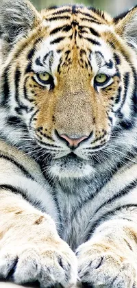 White Siberian Tiger Carnivore Live Wallpaper