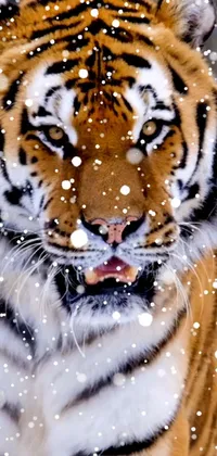 White Siberian Tiger Felidae Live Wallpaper