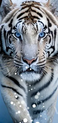 White Siberian Tiger Tiger Live Wallpaper