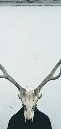 White Terrestrial Animal Deer Live Wallpaper