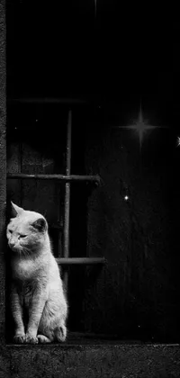 Window Cat Black Live Wallpaper