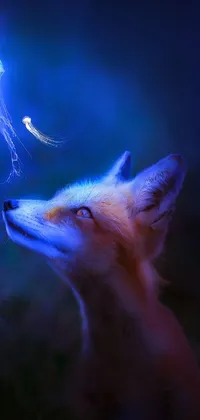 Window Jaw Carnivore Live Wallpaper
