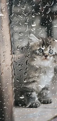 rainy day Live Wallpaper
