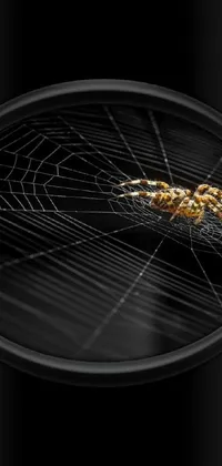This phone live wallpaper features a stunning, close-up image of a spider on a web