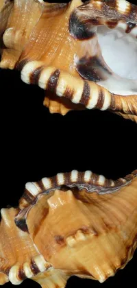 Wood Dish Marine Invertebrates Live Wallpaper