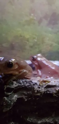 Wood Frog Fawn Live Wallpaper
