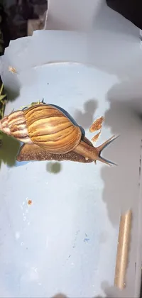 Wood Snail Natural Material Live Wallpaper