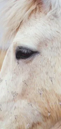 This mesmerizing live wallpaper depicts a stunning white horse with heart-shaped markings on its forehead