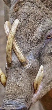 This live wallpaper features a fearless warthog with impressive tusks on its head