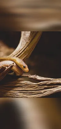Get close to nature with this realistic phone live wallpaper featuring a worm brown snake curled up on a wooden branch