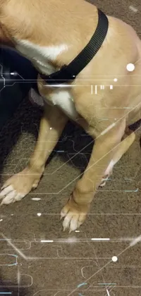 Working Animal Carnivore Dog Breed Live Wallpaper