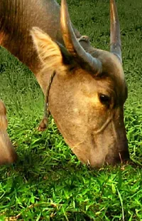 Working Animal Grass Natural Material Live Wallpaper