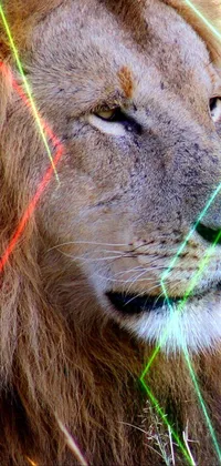This live phone wallpaper features a stunning close-up of a majestic lion resting in a lush field