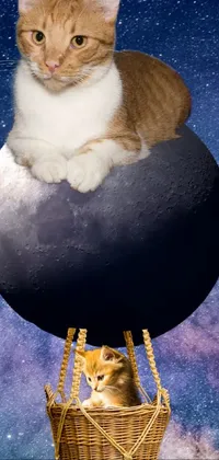 This live phone wallpaper showcases a mesmerizing cat sitting on a ball amidst a backdrop of a half-moon in space, displaying surrealism sensibilities