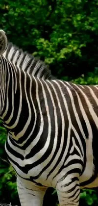 Zebra Head Nature Live Wallpaper