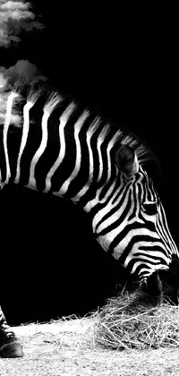 This zebra wallpaper features a captivating black and white photo of a zebra peacefully eating hay on a savannah