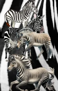 Zebra Photograph White Live Wallpaper
