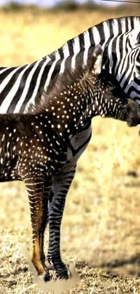 This phone live wallpaper features a baby zebra and an adult zebra against a serene background
