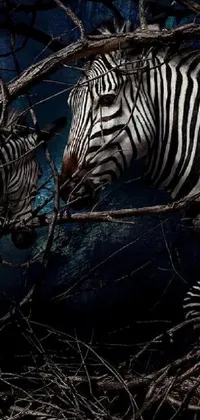 Zebra Legs Stock Photo - Download Image Now - Zebra, Abstract