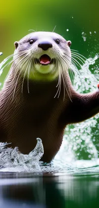 Happy Otter Splashing Water Live Wallpaper