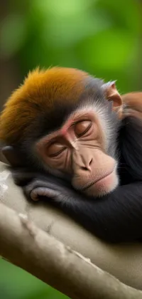 Sleeping Capuchin Monkey Live Wallpaper
