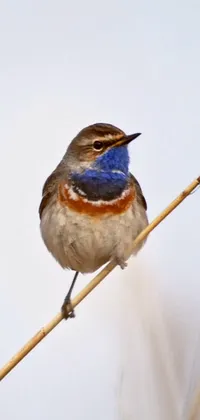 Singing Bird Live Wallpaper