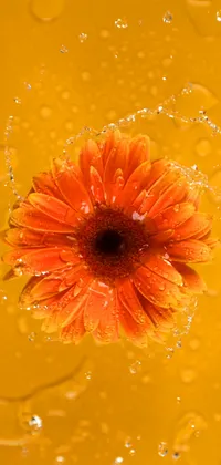 Orange Flower One Live Wallpaper