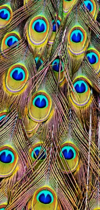 Peacock Fethers Live Wallpaper