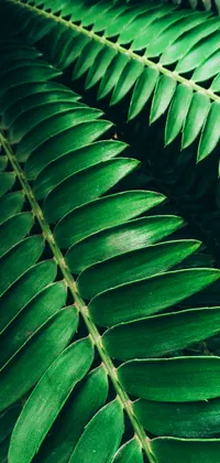 Tropical Leaves Live Wallpaper
