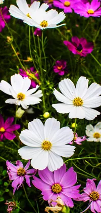 White and Pink Flowers Live Wallpaper