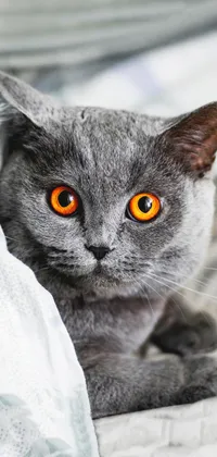 Gray Cat Live Wallpaper
