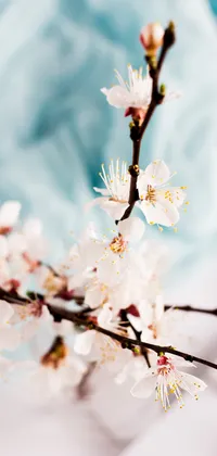 Cherry Blossom Live Wallpaper