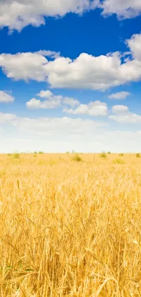 Wheat Field Live Wallpaper