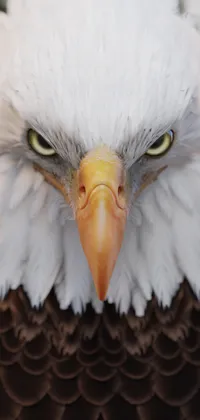 Angry Eagle Live Wallpaper