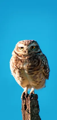 Owl Looking at Camera Live Wallpaper