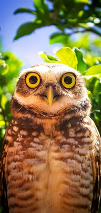 Surprised Owl Live Wallpaper