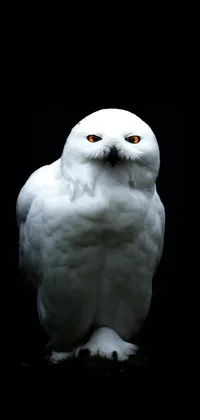 Beautiful White Owl Live Wallpaper