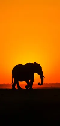 African Elephant Silhouette During Sunset Live Wallpaper