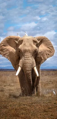 Elephant Front View Live Wallpaper