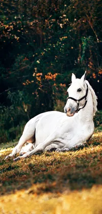White Horse Lying Down Live Wallpaper
