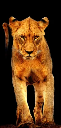 lion Live Wallpaper