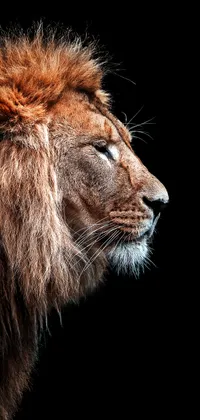 Lion Head Side View Live Wallpaper