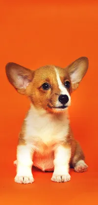 Cute Corgi Puppy in Orange Background Live Wallpaper