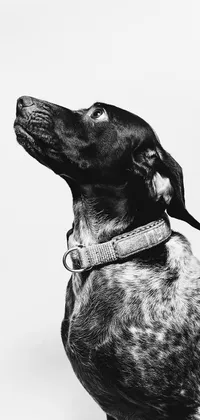 Dog Looking Up Live Wallpaper