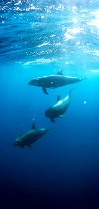 dolphin Live Wallpaper